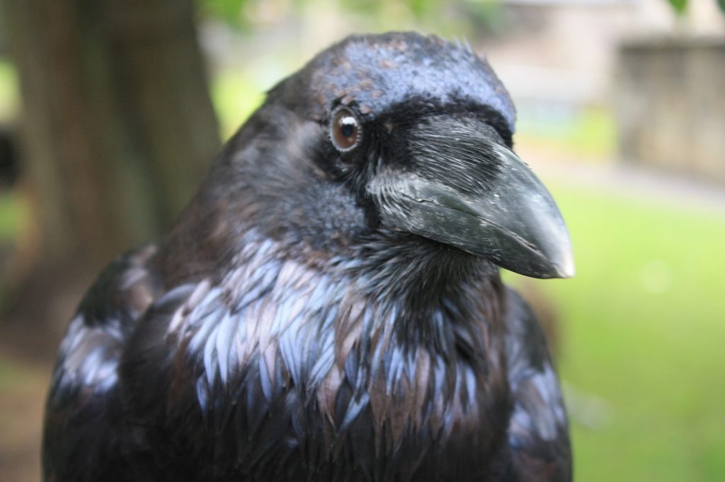 A raven's face, up close.