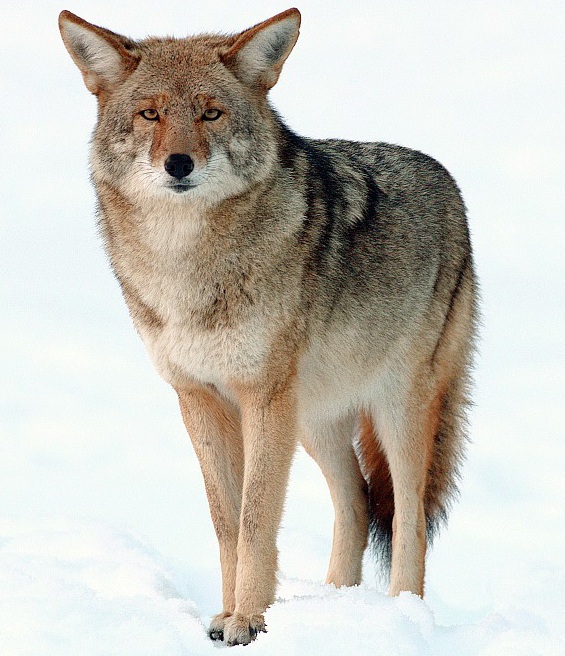 Coyote in snow