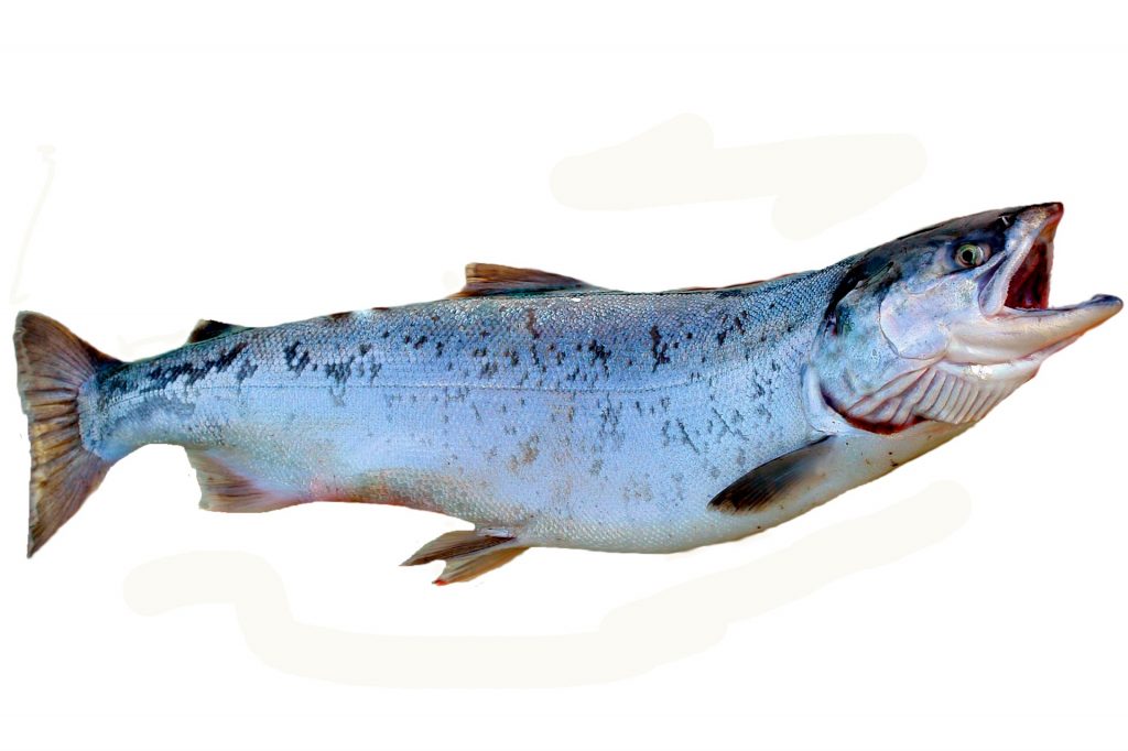 A salmon, clearing having a fun time out of the water.