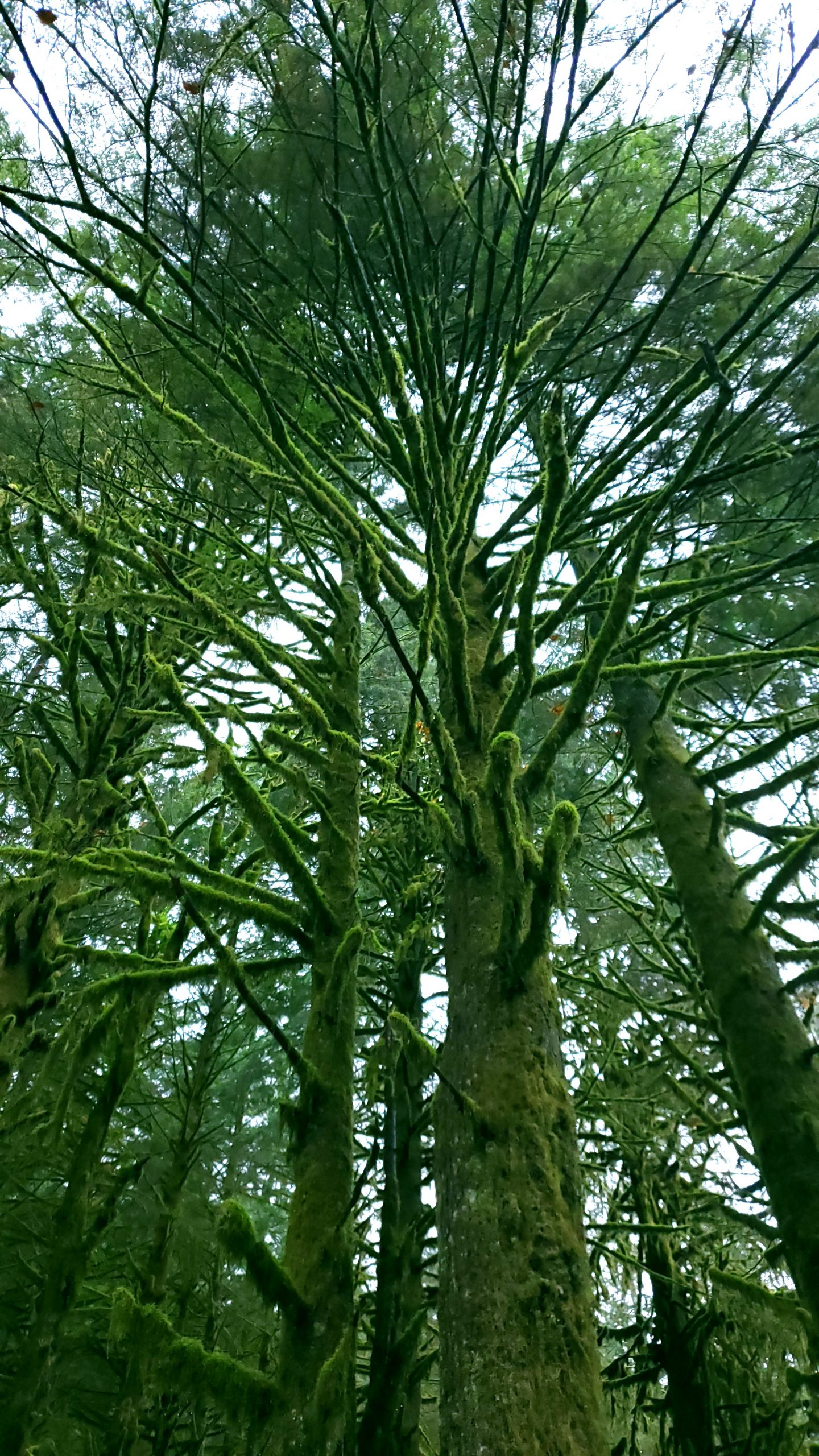 Mossy Tree, Indian River Watershed