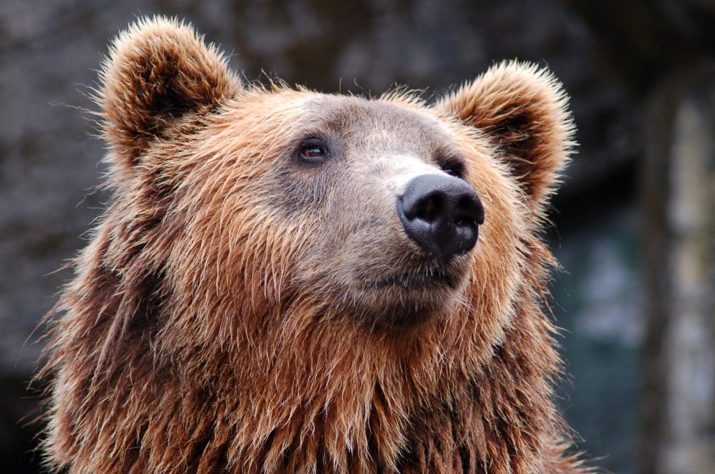 Photo of a Bear
