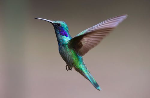 Photo of a Hummingbird