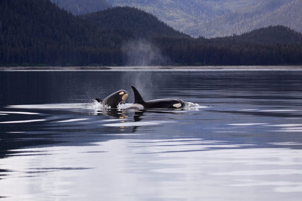 Photo of Two Orcas