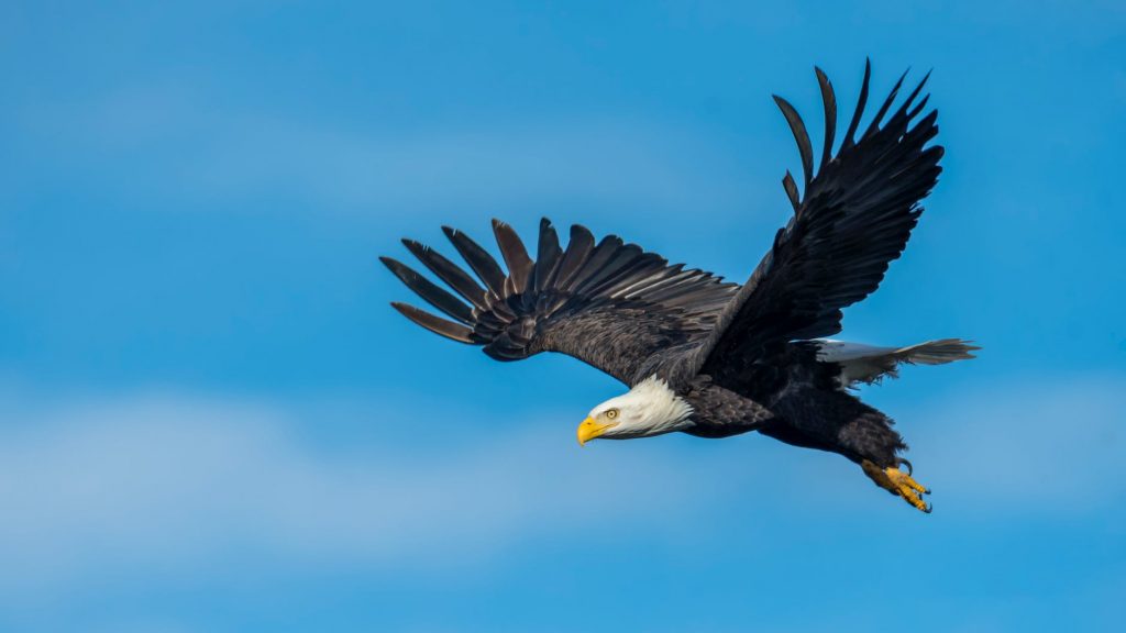 Photo of a Soaring Eagle