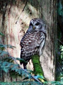 Photo of an Owl