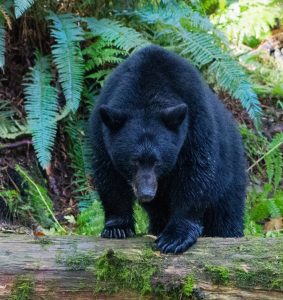 Photo of a Bear