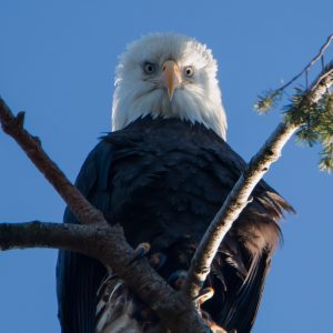 Photo of an Eagle