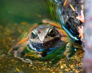 Photo of a Frog