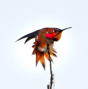 Photo of a Hummingbird