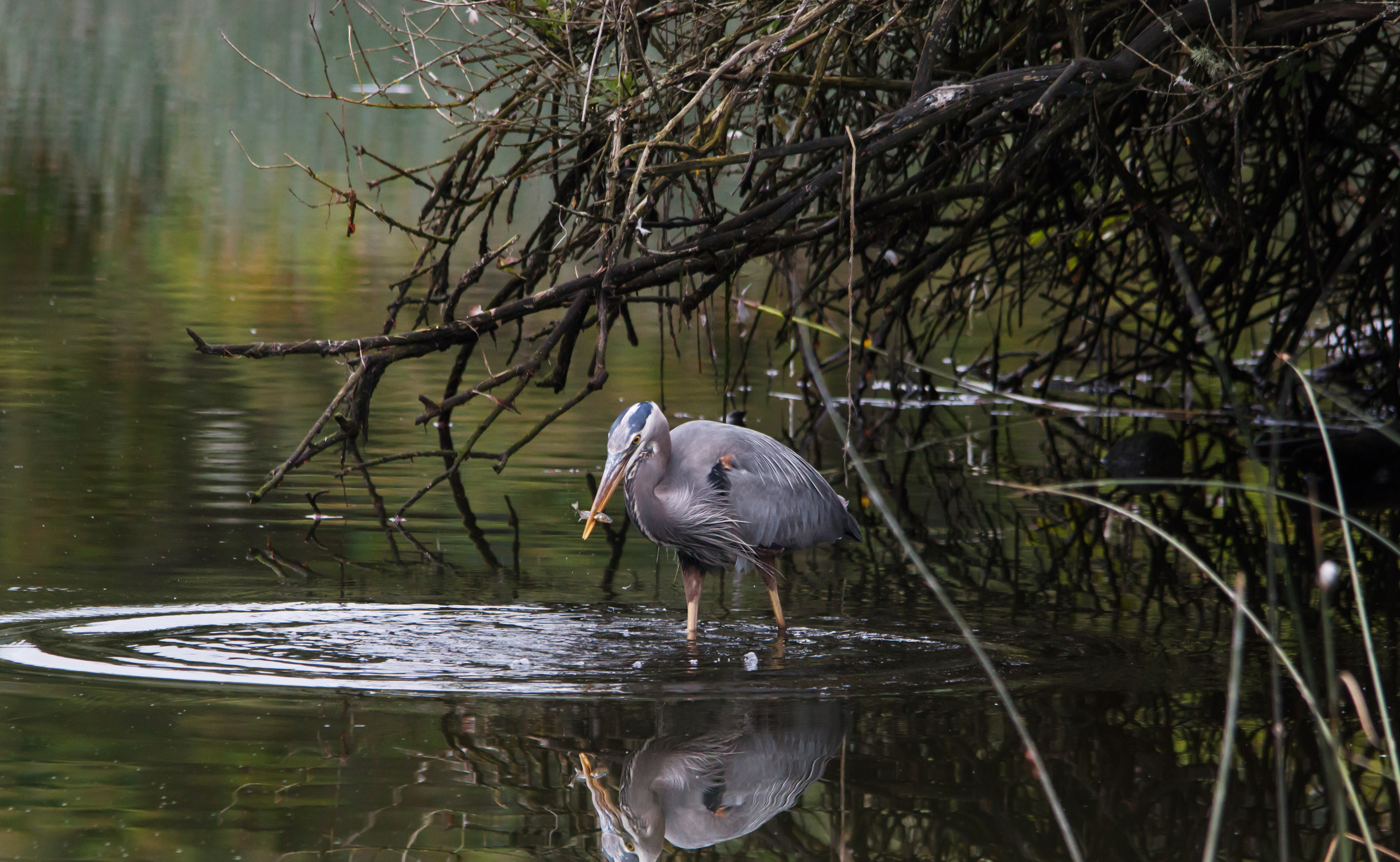Blue Heron Fishing at Sechelt Marsh, Sunshine Coast, BC