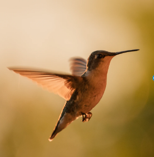 Close up of Hummingbird