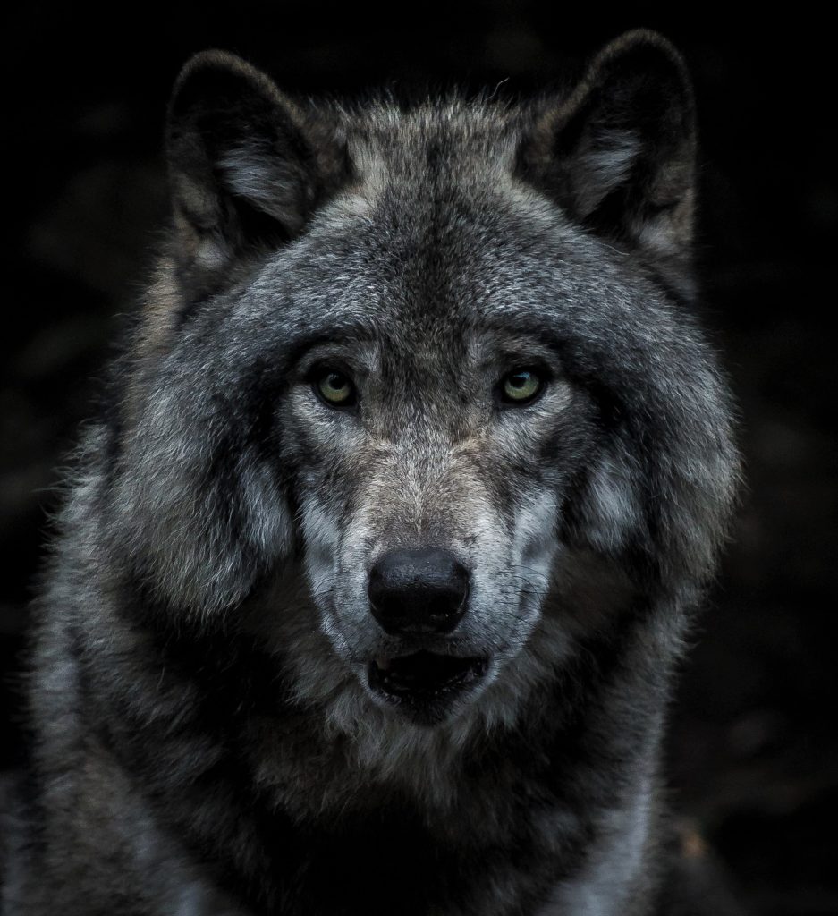 Close up of wolf head