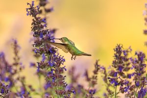 Photo of a hummingbird