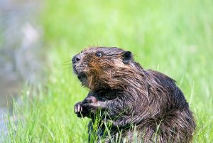 Photo of a beaver