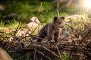 Photo of a bear