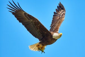 Photo of a eagle