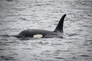 Photo of a orca