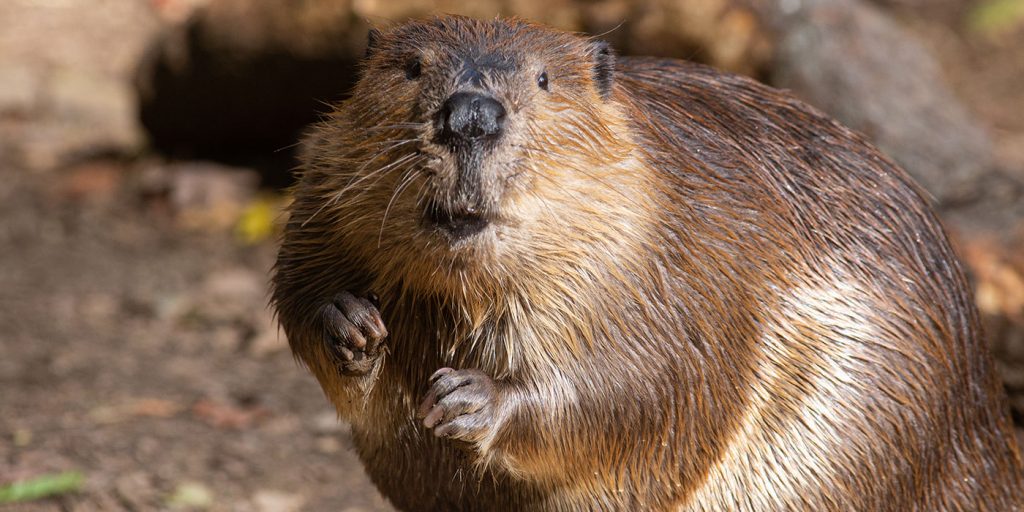 Canadian Beaver - https://www.google.com/url?sa=i&url=https%3A%2F%2Funsplash.com%2Fs%2Fphotos%2Fbeaver&psig=AOvVaw0Swgs-Z8VPi2ssIPW8C-hv&ust=1645126735342000&source=images&cd=vfe&ved=0CAwQjhxqFwoTCLjNqYr-hPYCFQAAAAAdAAAAABAP