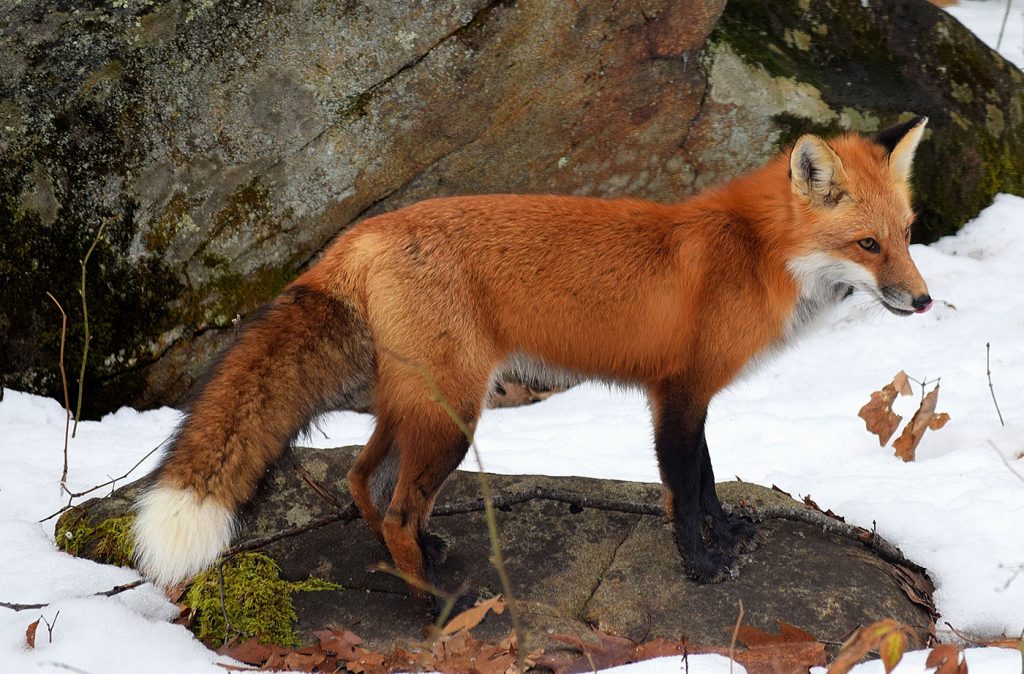 Canadian Fox- Image https://www.nrcm.org/nrcm-creature-feature/red-fox/