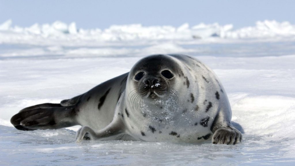 The Seal- Image https://www.google.com/url?sa=i&url=https%3A%2F%2Fwww.ifaw.org%2Feu%2Fpress-releases%2F2021-canada-commercial-seal-hunt-begins&psig=AOvVaw3pfazhHrDms2Do0hgD-hdu&ust=1645126499088000&source=images&cd=vfe&ved=0CAwQjhxqFwoTCLiUwbL-hPYCFQAAAAAdAAAAABAD