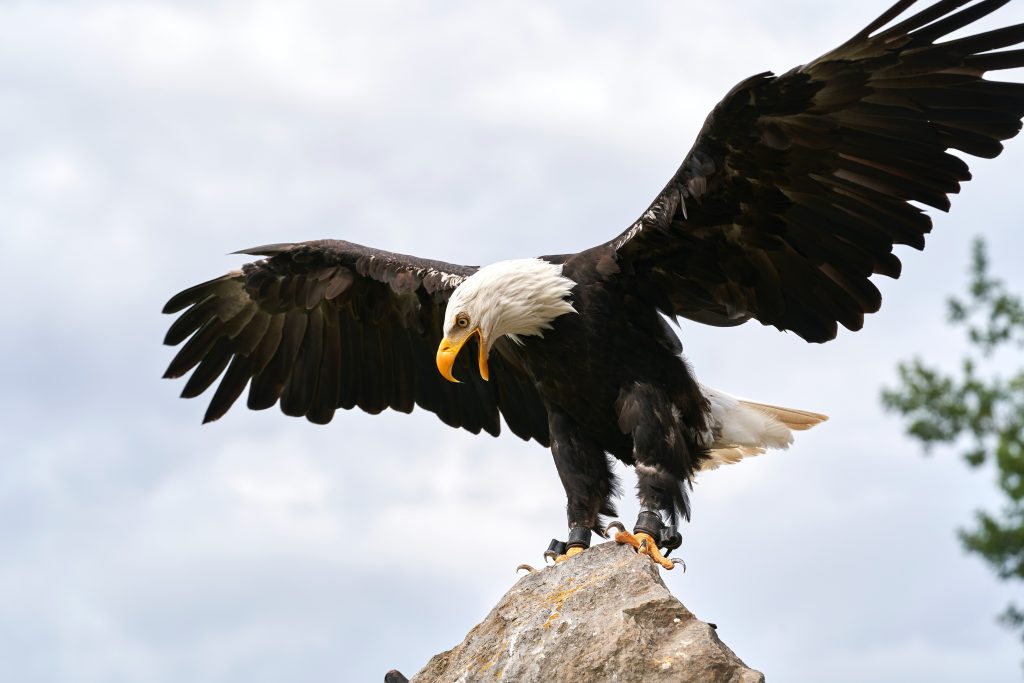 An eagle spreading it's wings very cooly