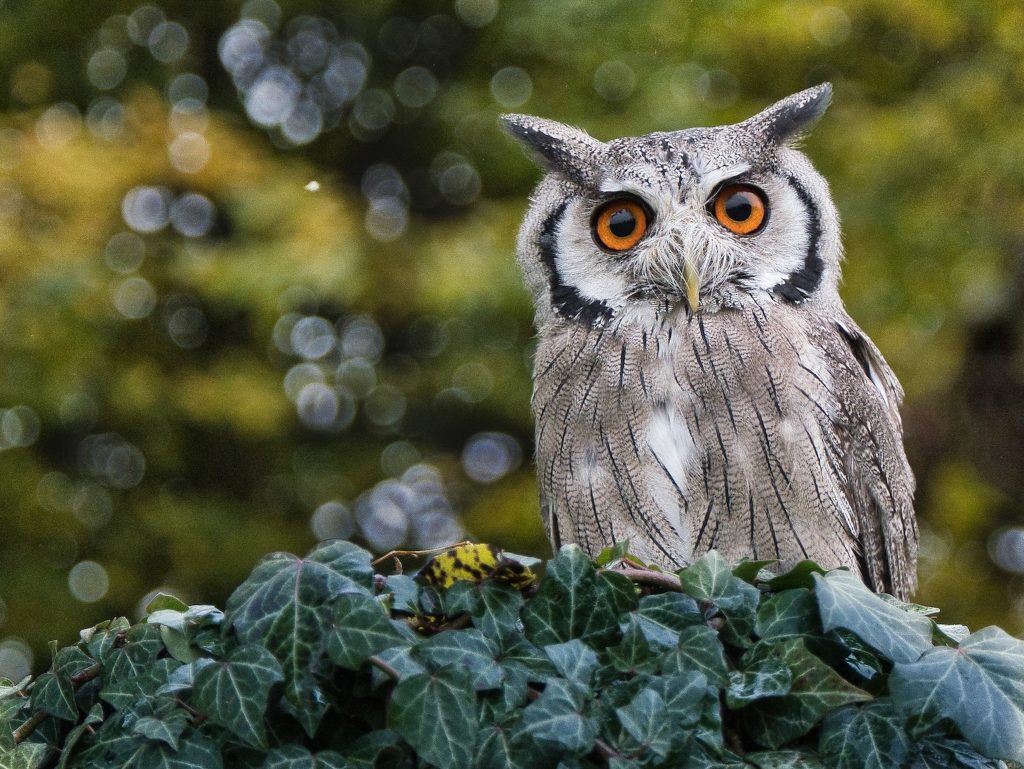 An incredibly cool owl with soulful eyes