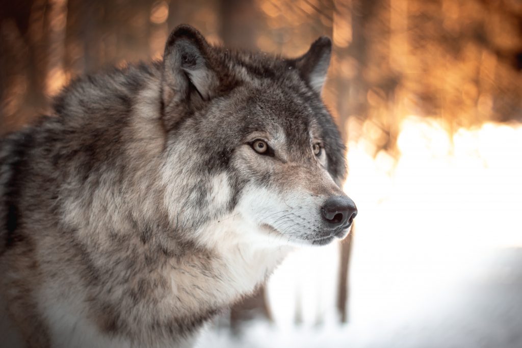 A cool looking wolf