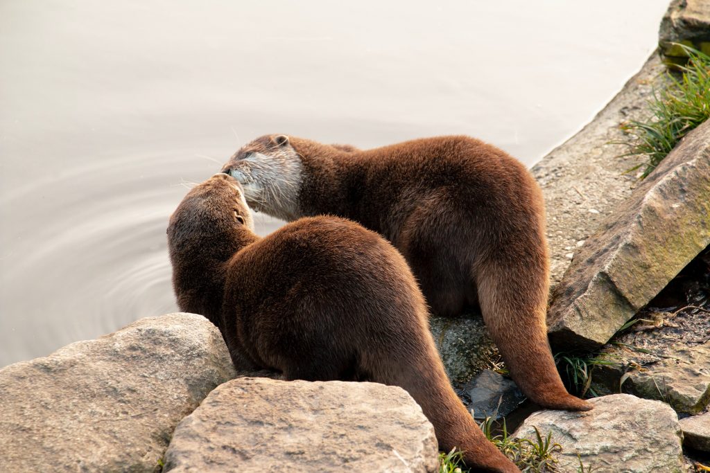 Picture of two otters kissing