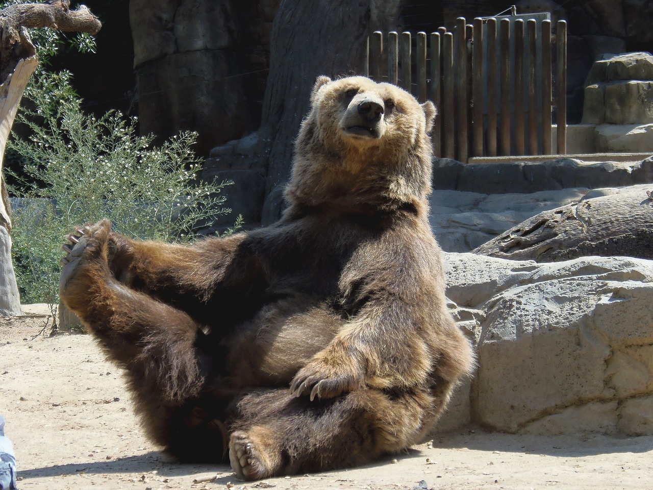 awkward sitting bear