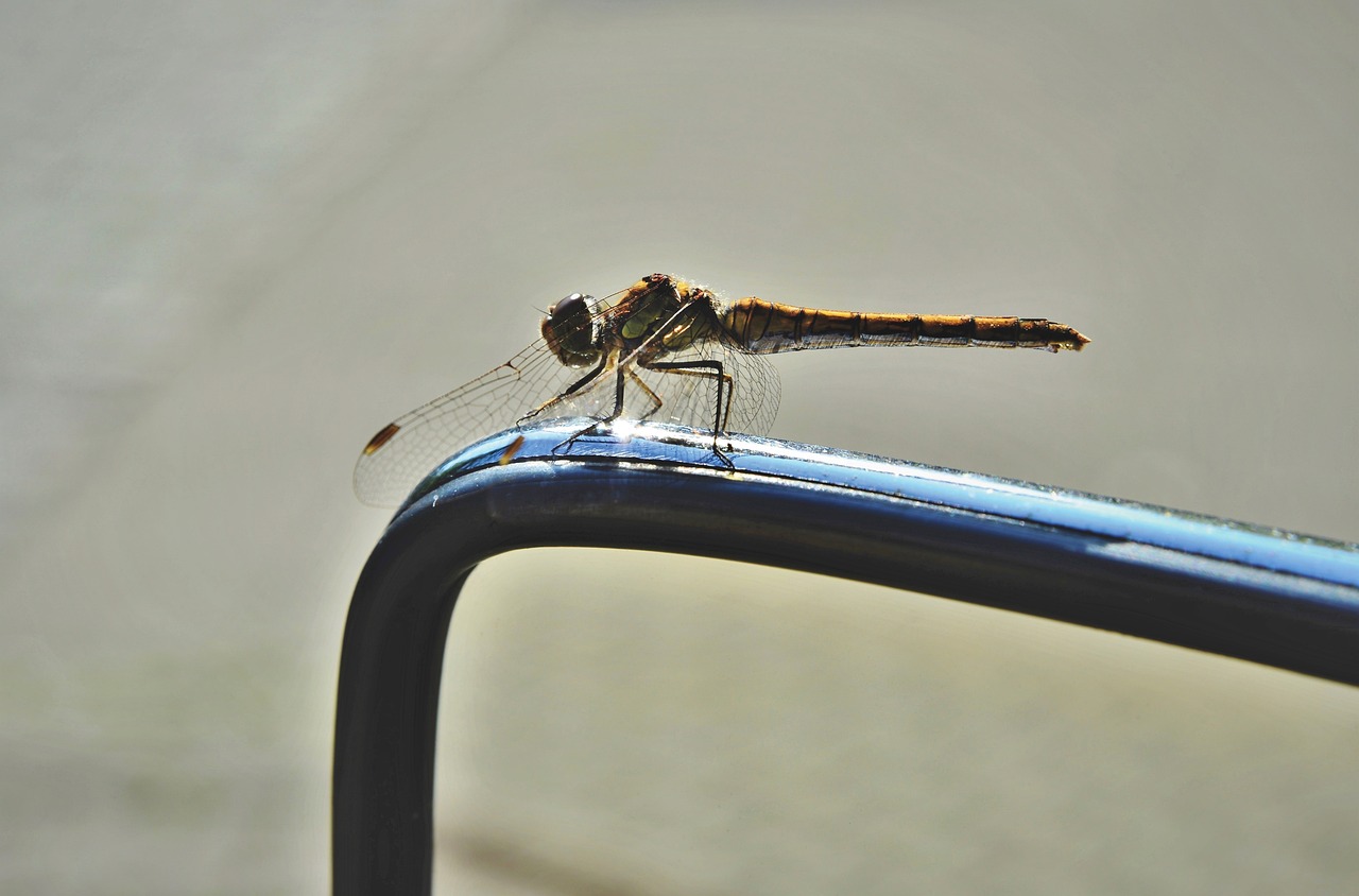 Dragonfly chillin on a rail