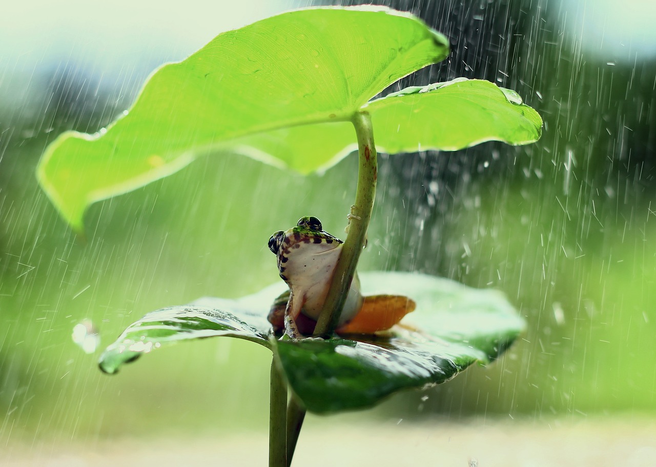 frog sheltered from the rain