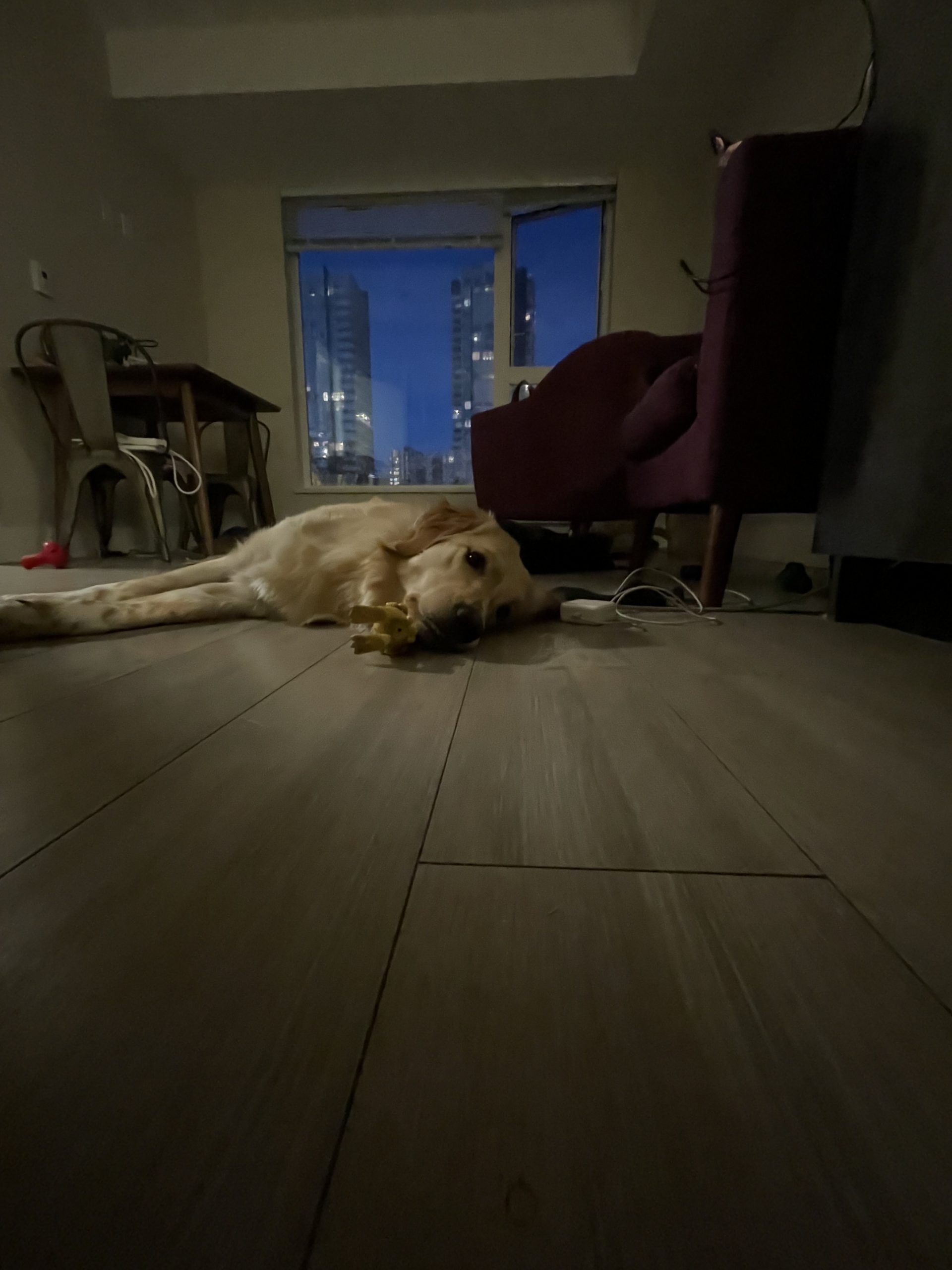 dog