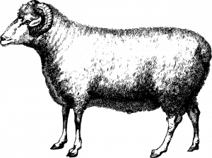 Black-and-white graphic of a ram