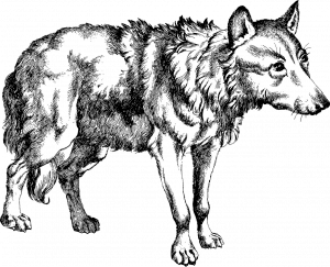 Black-and-white graphic of a wolf